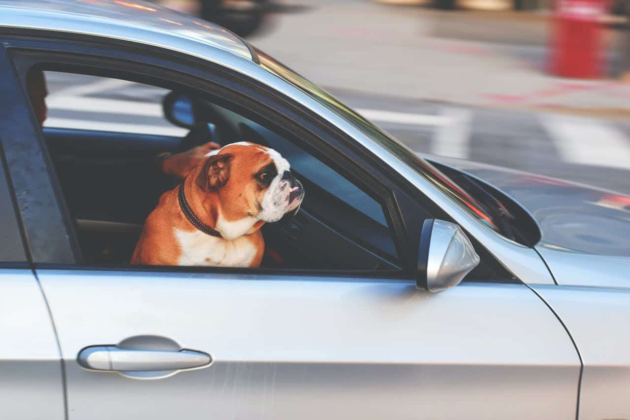 hond in auto