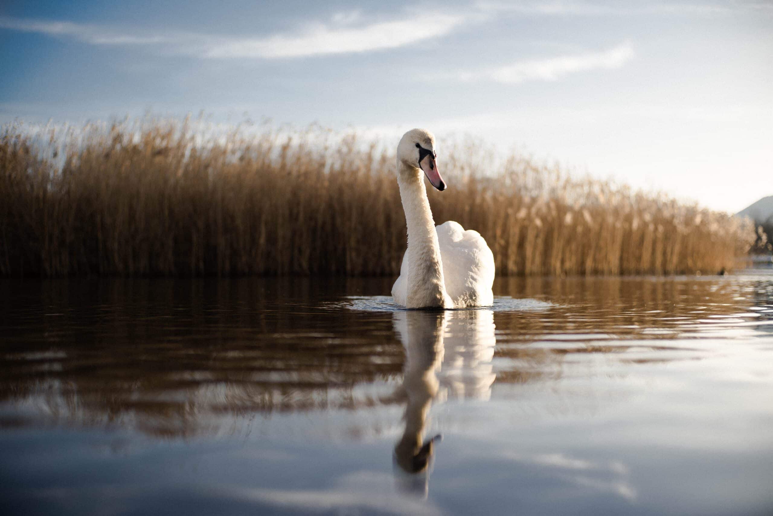 Zwaan in water met rietkraag